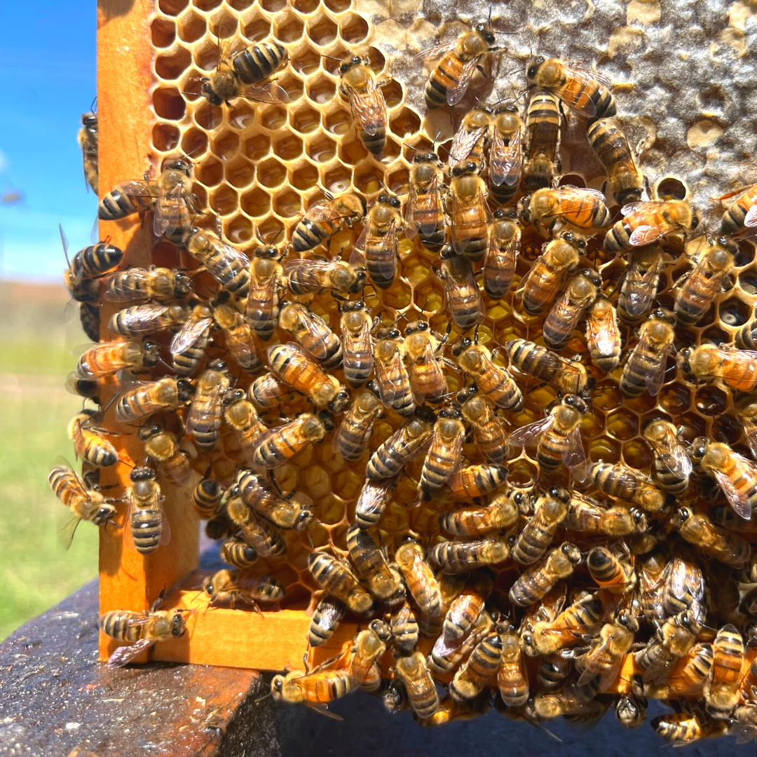 Saturday 10th May 2:30 - 4pm Mum is BEEautiful Mother’s Day Bee Workshop (Ages 5+) WALLS HONEY CO