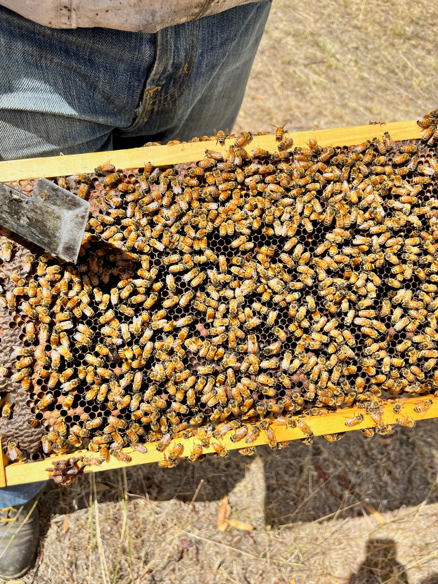 Saturday 10th May 2:30 - 4pm Mum is BEEautiful Mother’s Day Bee Workshop (Ages 5+) WALLS HONEY CO