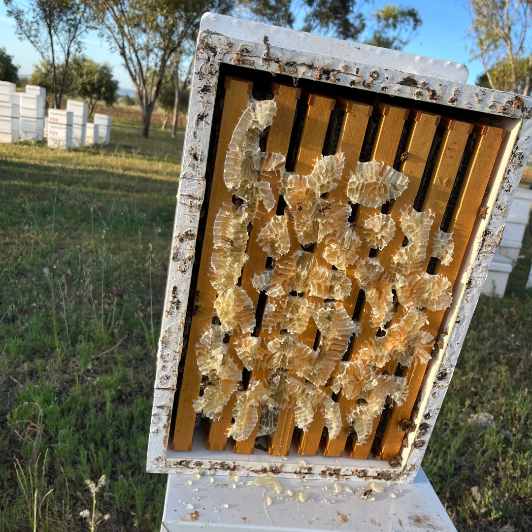 Saturday 10th May 2:30 - 4pm Mum is BEEautiful Mother’s Day Bee Workshop (Ages 5+) WALLS HONEY CO