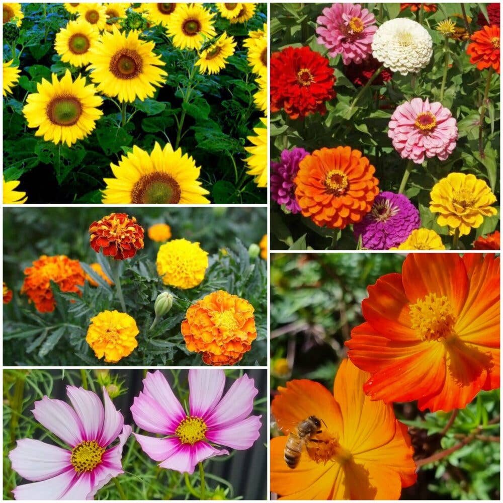 I Love You Mum - Wildflower Seeds
