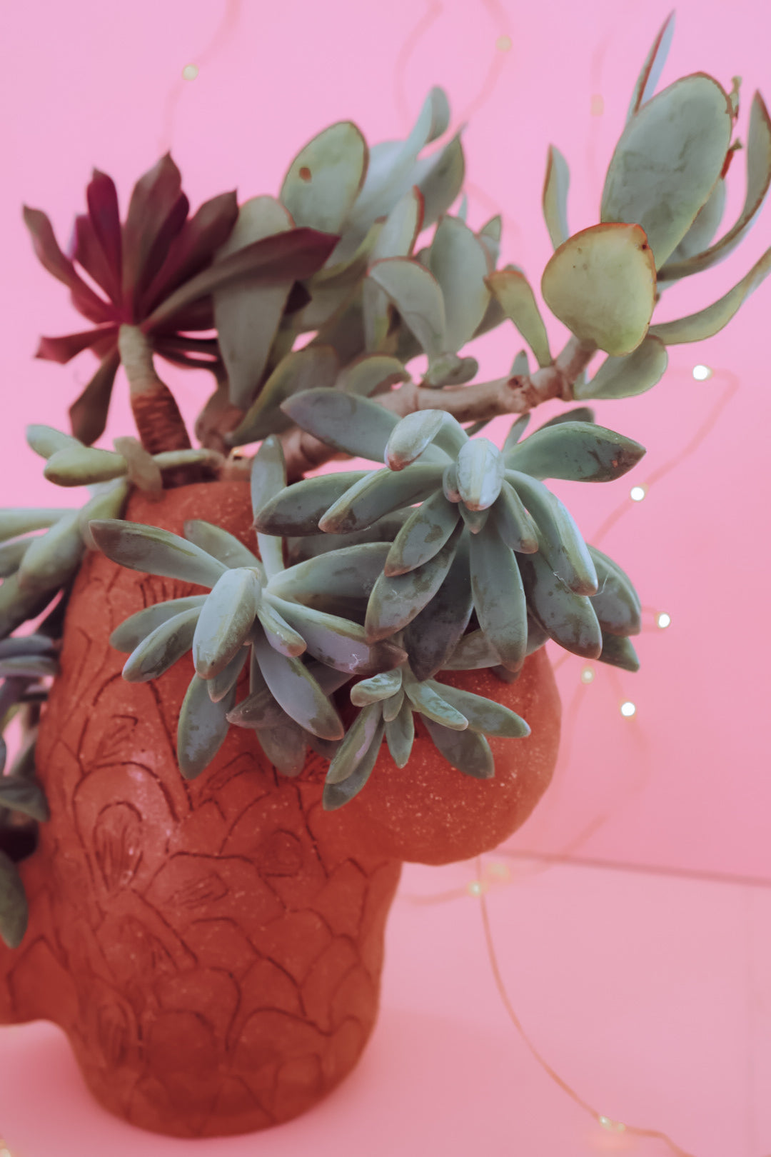 TCMF - ADULT Clay + Cocktails Cactus Planter  Workshop - Saturday 17th January (6-8pm)