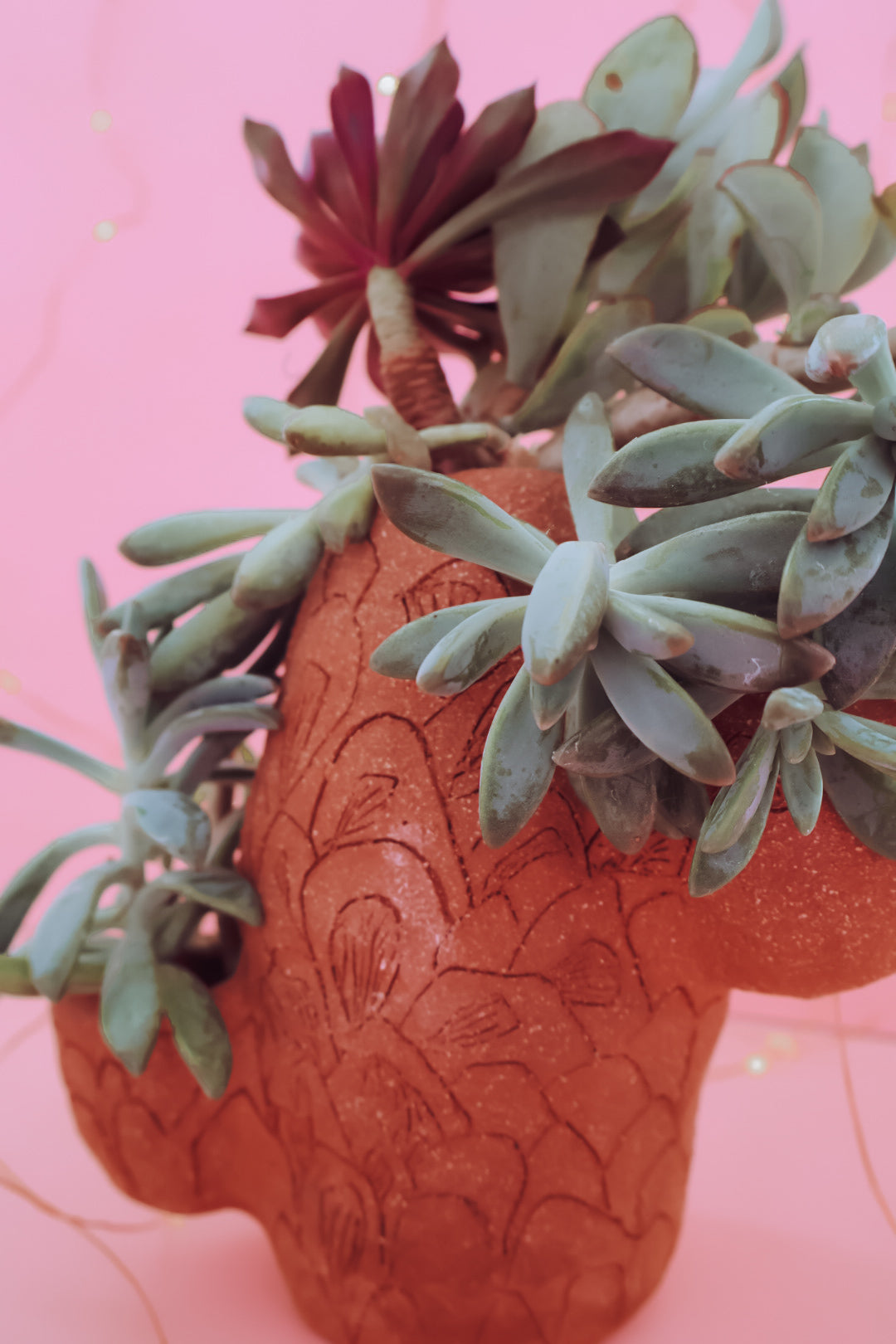 TCMF - ADULT Clay + Cocktails Cactus Planter  Workshop - Saturday 17th January (6-8pm)